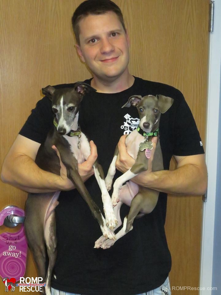 Italian Greyhound puppy adoption, chicago