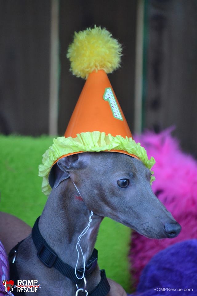 italian greyhound, birthday, gotcha day, happy birthday, hat, cake, candle, doggy cake, dog birthday, dog, iggy, ig, pet, iggies, italian greyhounds