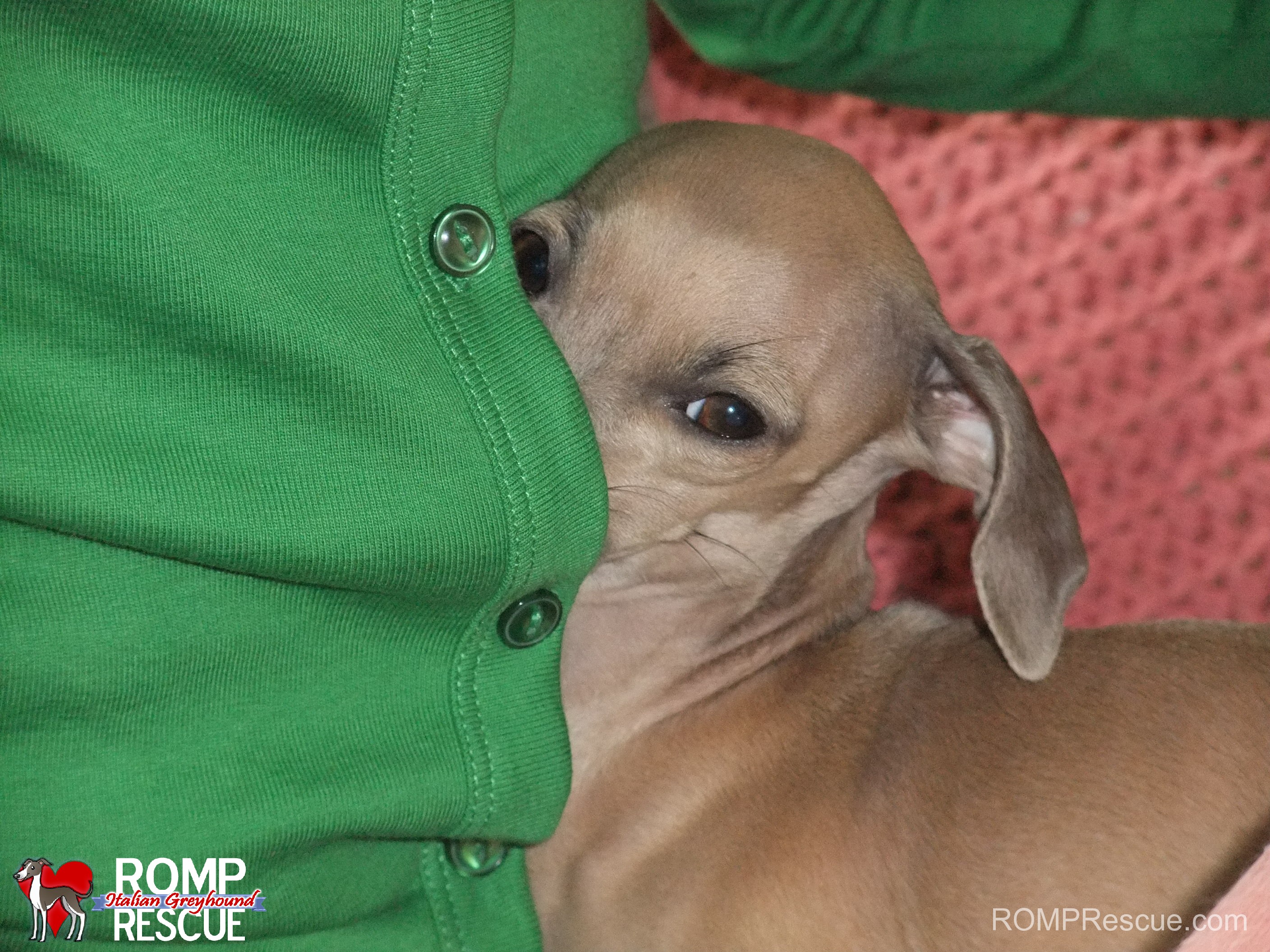 Italian Greyhounds Snuggling, Italian greyhound, sweater, shirt, in, inside, snuggling, snuggle, sleep, coat, top, blouse