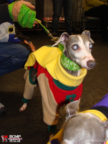 Italian, greyhound, halloween, costume, outfit, 2013