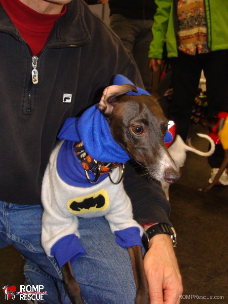 Italian, greyhound, halloween, costume, outfit, 2013