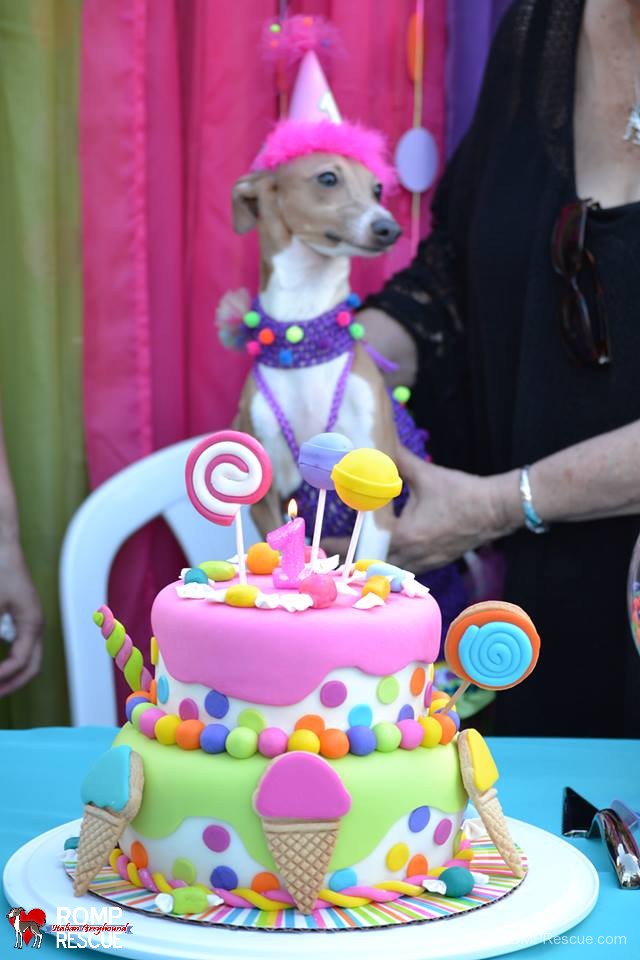 italian greyhound, birthday, gotcha day, happy birthday, hat, cake, candle, doggy cake, dog birthday, dog, iggy, ig, pet, iggies, italian greyhounds