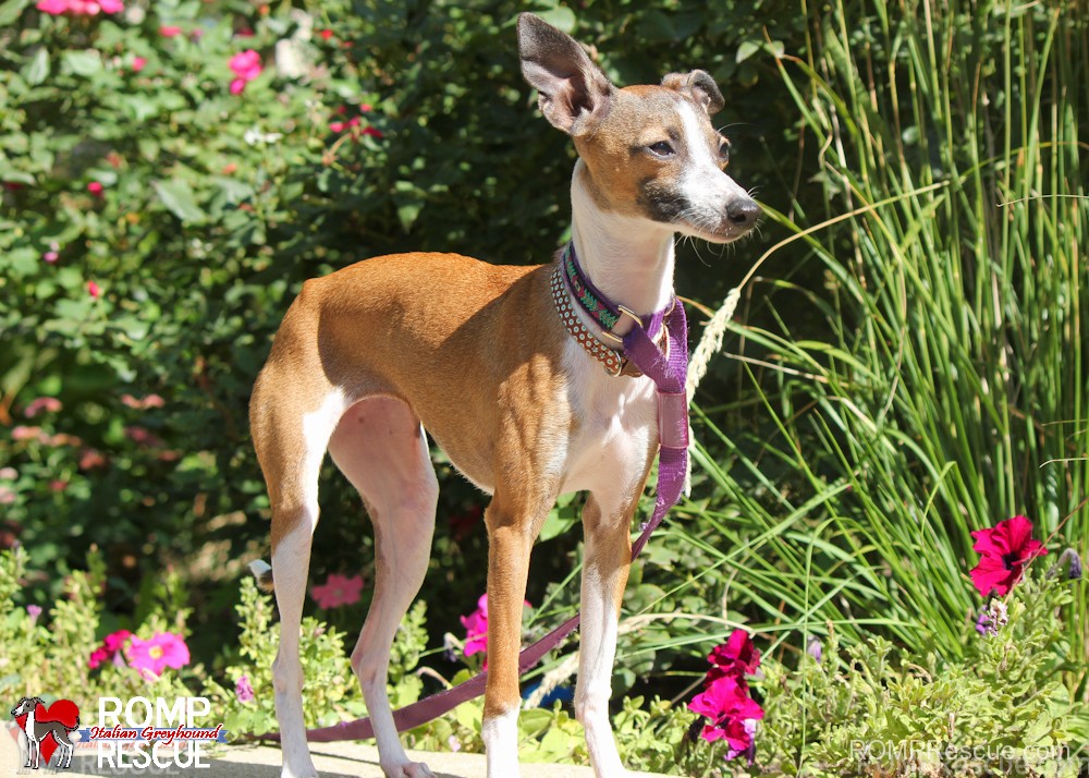 Wisconsin italian greyhound rescue, italain greyhound, hope, chicago, illinois, surrender, female, puppy, young, chestnut, red, shelter, adopt, adoption