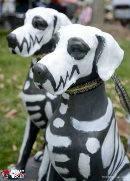 scarecrow fest, st charles, dog, rescue, romp, rescue, italian greyhound, scarecrow festival, 2013, winner, whimsical