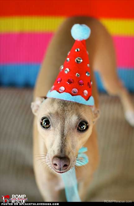 italian greyhounds celebrating their birthday, birthday, italian greyhound, hat, celebrate, italian, greyhound, happy, party, gotcha day, day, birth, born, adoption