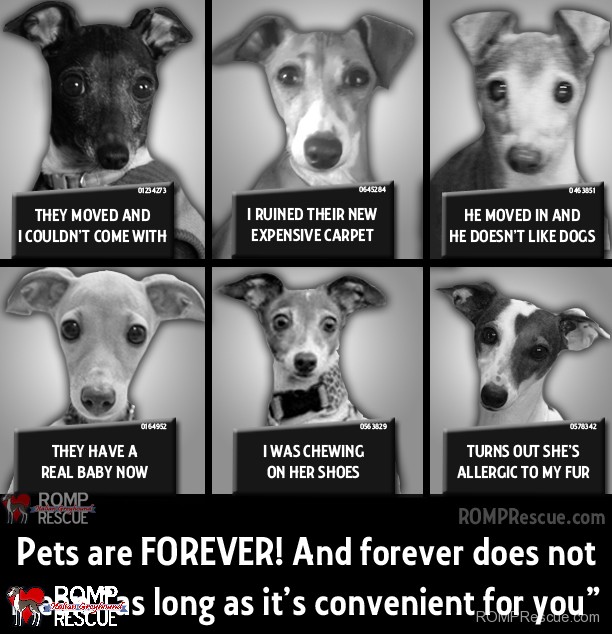 Don't Give a Pet as a Gift, italian greyhound, psa, pet, adoption, return, relinquish, give back, holiday, present, family, forever