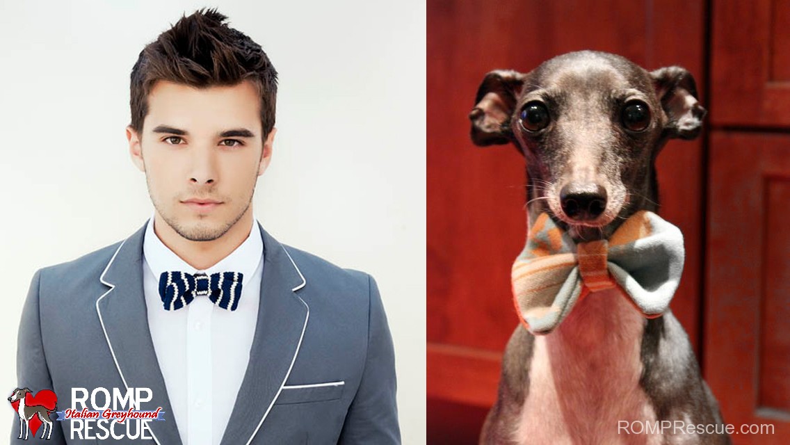 Sexy men IGs 8, dogs do it better, sexy, italian greyhound, dog, canine, funny, cute, sexy, worlds sexiest men, hot, men, man, worlds, alive, cute, hunky, shirt off,, bowtie, bow tie