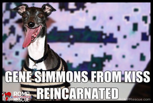 Italian Greyhound Memes - part 1 - ROMP Italian Greyhound Rescue Chicago