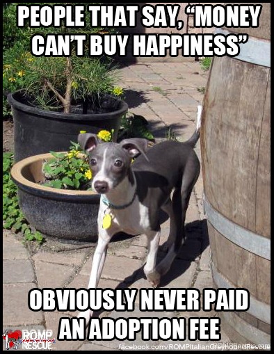 Italian Greyhound meme, meme, funny, silly, saying