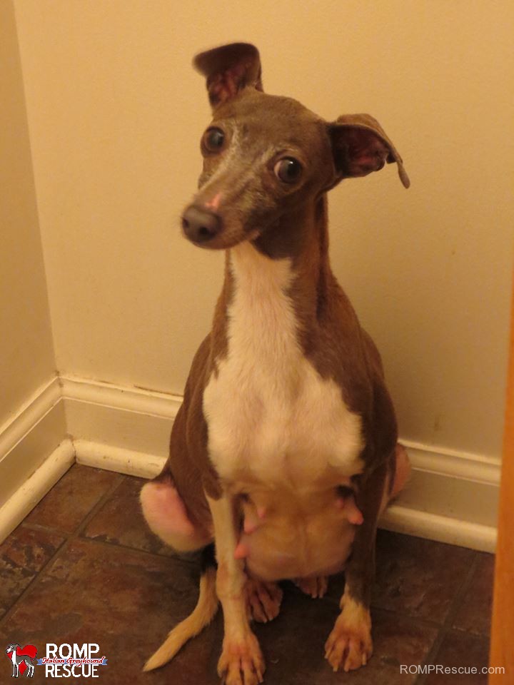 holly berry, italian greyhound, died, died, rainbow bridge, mill rescue, puppy mill, puppy mill rescue, mama, mom, momma, love, puppies, baby, orphaned, romp, chicago, illinois, lost,