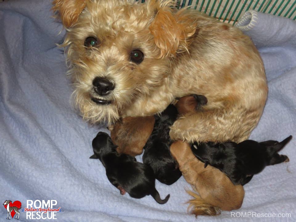 terrier mix, puppies, terrier, rescue, chicago, first born, newborn, new born, shelter, adopt, illinois