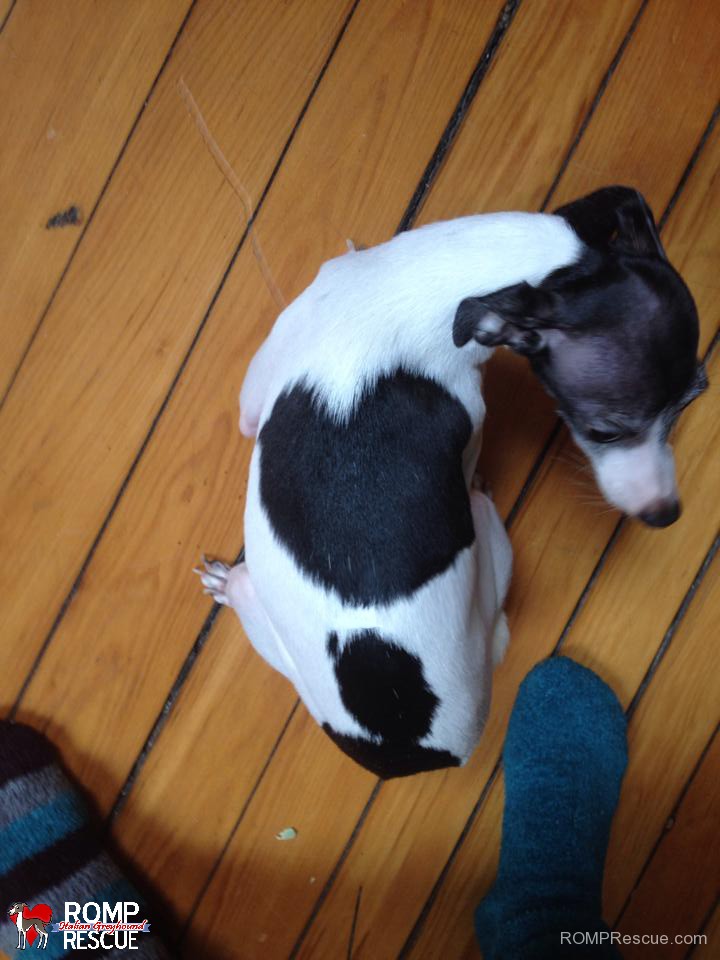 italian greyhound, heart mark, heart, love, marking, markings, furry, spot, heart spot, chicago, illinois