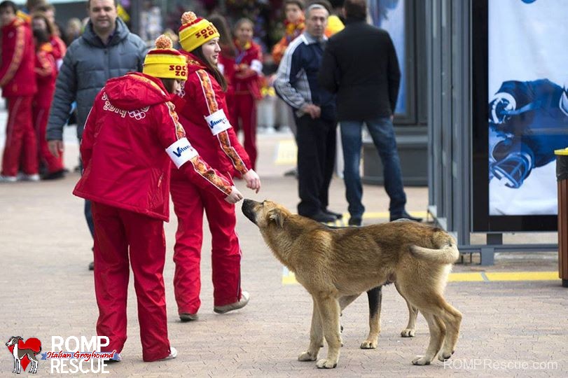 Stray Dogs in Sochi, stray, dogs, sochi, killing, poison, help, dogs in sochi, sochi dogs, sochi strays, strays in sochi