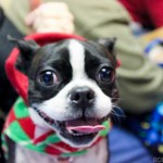 wheatland animal hospital, rescue, holiday, party, event, italian greyhound, romp rescue, iggy, christmas, vet, naperville