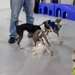 Chicago Small Dog Play Date