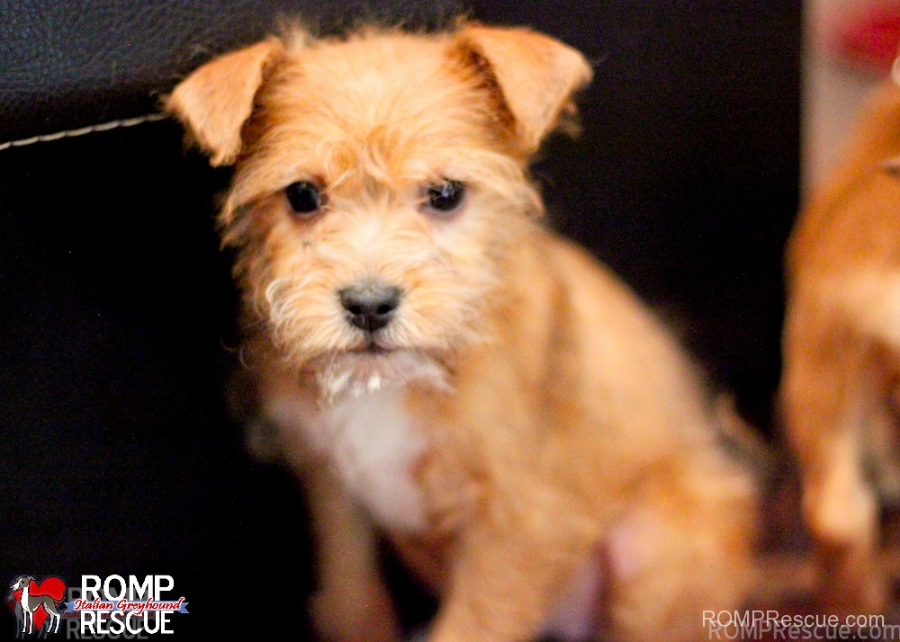 terrier, puppy, chicago, rescue, adopt, adoption, shelter, illinois