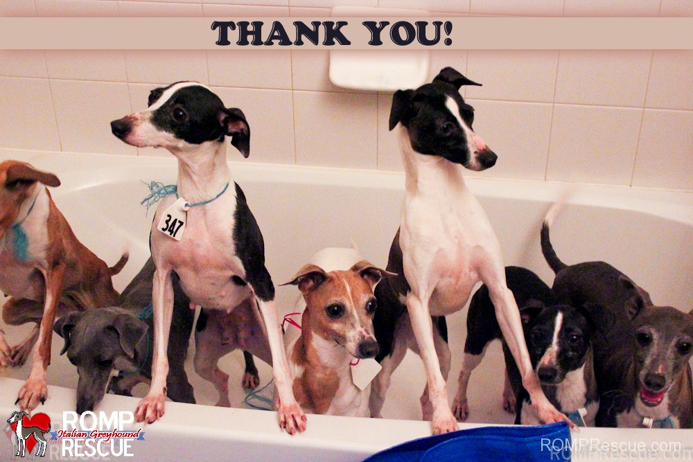 puppy mill moms, rescue, puppy mill, puppymill, mom, moms, females, thank you, italian greyhound, thanks, happy, bath
