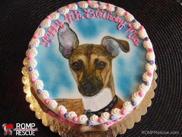 italian greyhound birthday cake, italian greyhound, iggy, ig, greyhound, birthday, cake